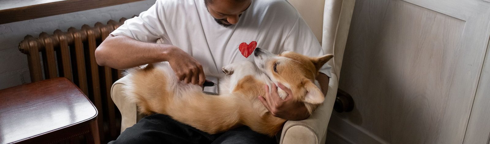 膝の上の犬をブラッシングする様子